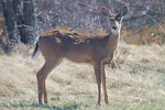 Beaver Island Spring - Deer and Turkeys are enjoying the warm spring weather at last
