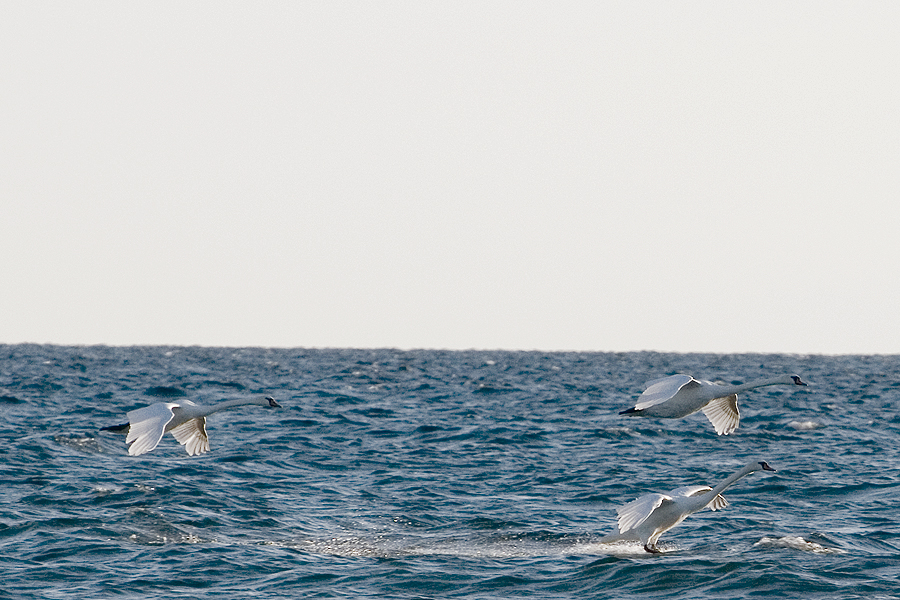 BeaverIsland_380