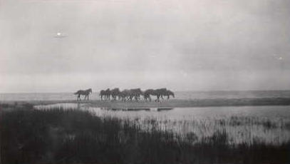 11wild_horses__1948