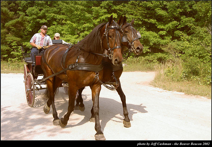 2l_horse_and_buggy_12