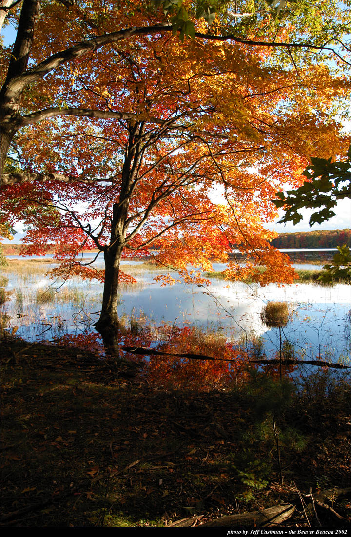 2beaver-island-fall-colors-jeff-cashman-1