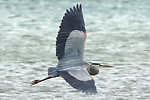 Beaver Island Gull Harbor Heron