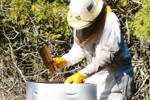 Adventures in Beaver Island Beekeeping