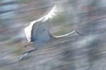 Beaver Island Sandhill Crane at John Works Farm