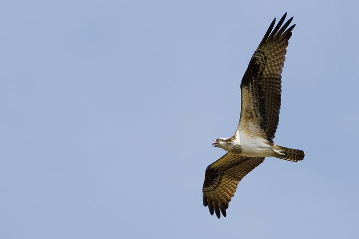 Osprey in Flight