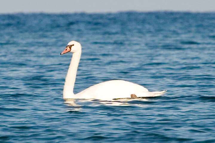 Swan in the Water.