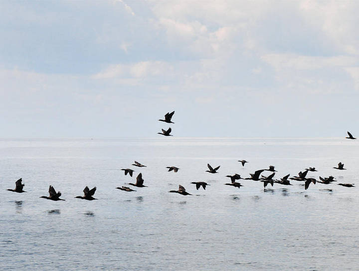 Beaver Island Archipelago Cormorants