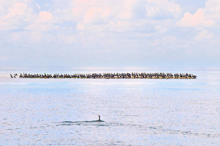 Beaver Island Archipelago Cormorants
