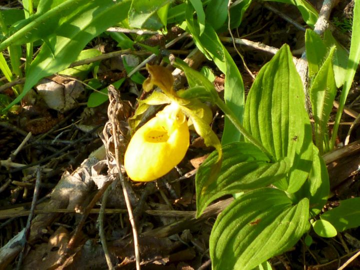 golden_ladyslipper_1