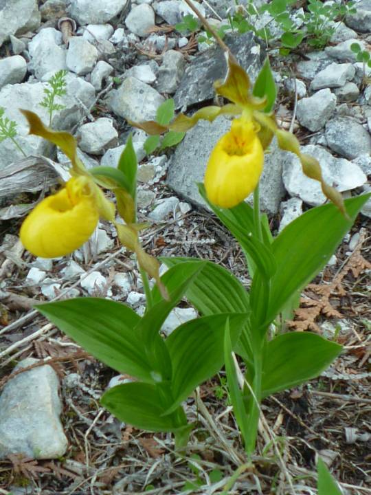 golden ladyslipper 1