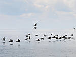 beaver-island-archipelago-cormorants-2.jpg