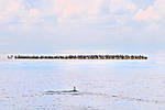 beaver-island-archipelago-cormorants.jpg