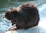 beaver_2.jpg