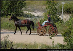 2l_horse_and_buggy_06.jpg