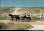 2l_horse_and_buggy_08.jpg