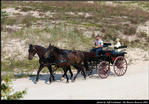 2l_horse_and_buggy_17.jpg