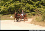 2l_horse_and_buggy_20.jpg