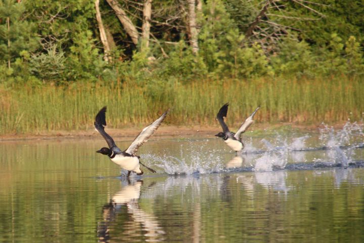 Loons taking off on Barney's Lake