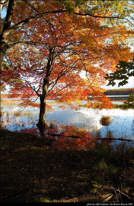 Fall Colors at Greene's Lake