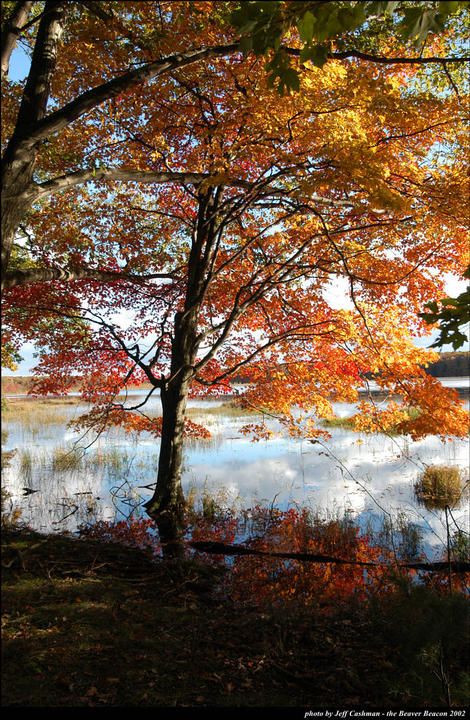 Fall Colors at Greene's Lake