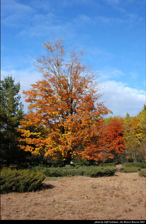 Fall Colors near Fox Lake