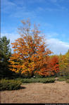 2beaver-island-fall-colors-jeff-cashman-26.jpg