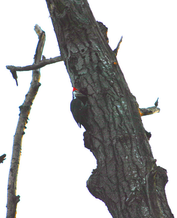Pileated Woodpecker - Beaver Island 2003